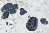 Elrathia Trilobite Cluster () - Wheeler Shale, Utah #105593-1